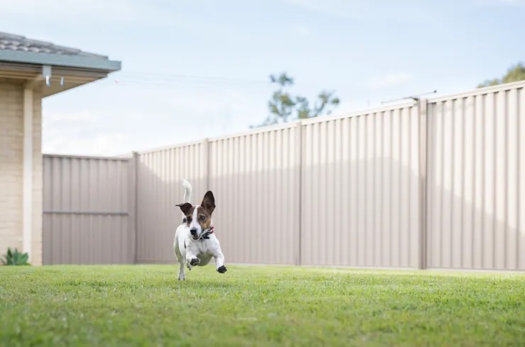 vinyl dog fence
